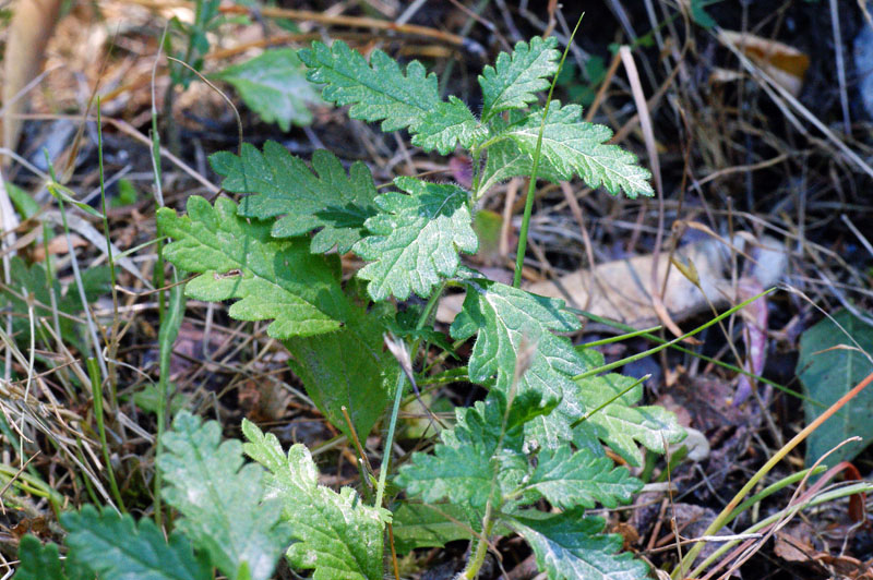 Teucrium chamaedrys